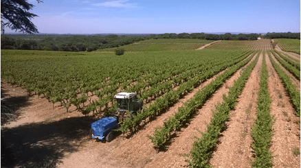 Pulvérisation - Pulvérisateurs vigne - Poudreuse trainée APOLO