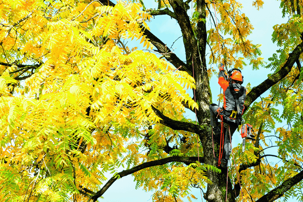 Bois - Tronçonneuses thermique - Tronçonneuse élagueuse GST 360 - 35 cm